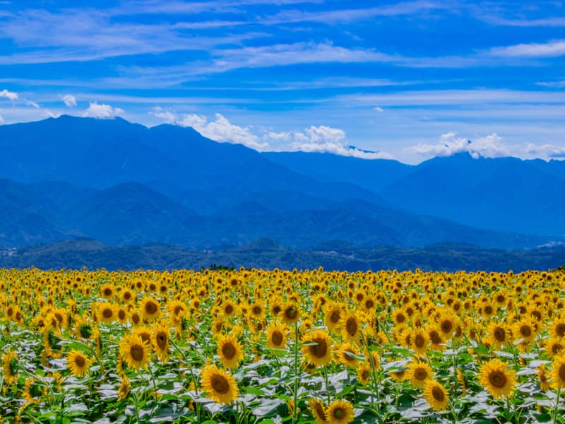 Mùa Hè ở Nhật Bản - Lễ hội pháo hoa, biển và hoạt động tránh nóng