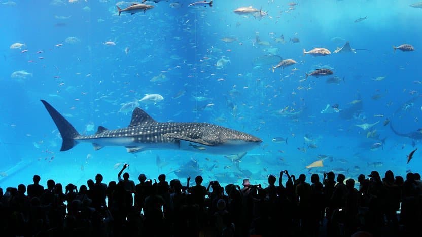 Top 10+ thuỷ cung (aquarium) đẹp nhất Nhật Bản